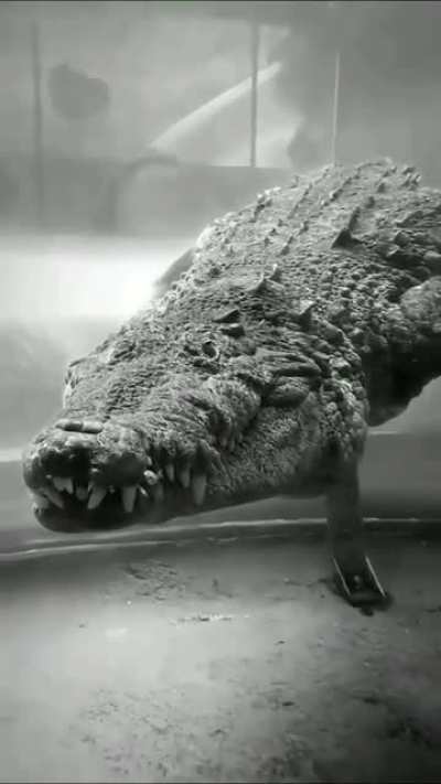 ? Salt Water Croc ?