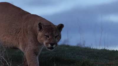 ? The mighty mountain lion of the Patagonia of Chile.