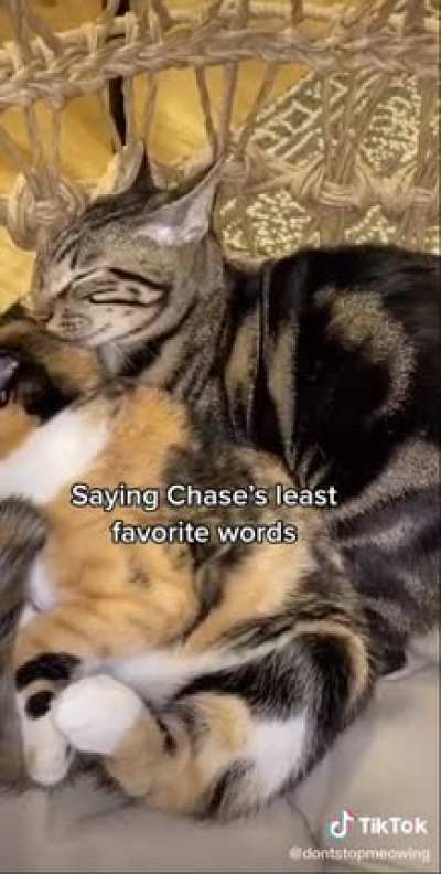 Chase: Worst day ever !