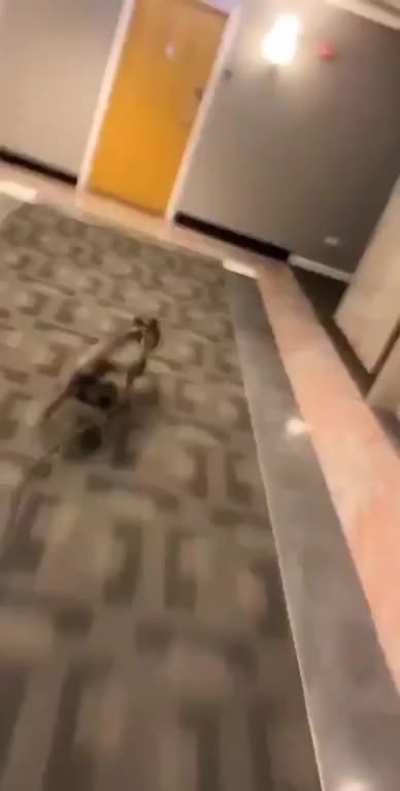 He said "now's my chance"