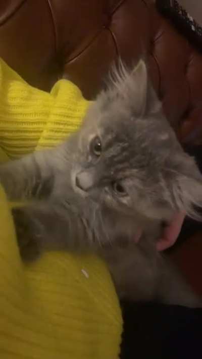 Nermal’s last time here