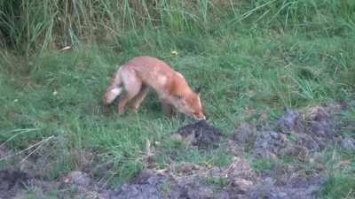 ? Red Fox catches a mole, but spits it out because they don't actually like to eat moles.