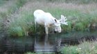 ? Extraordinary White Moose Takes a Dip in a Swedish Lake