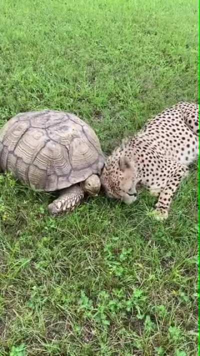 ? Cheetah and Tortoise are friends ?