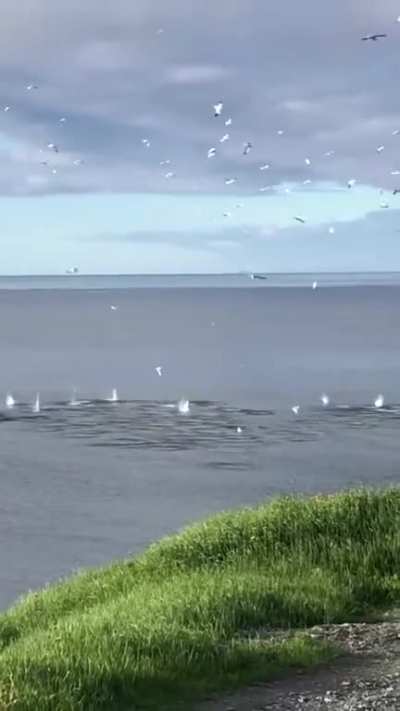 ? Gannets fishing ?