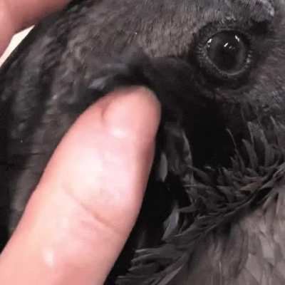 The ear of a raven.