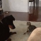 Kung Fu Kitty and The Goodest Pupper