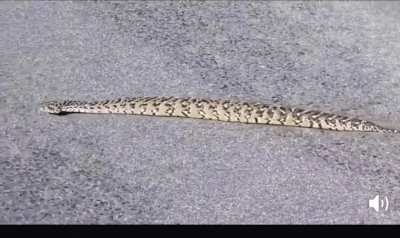 A non slithering snake