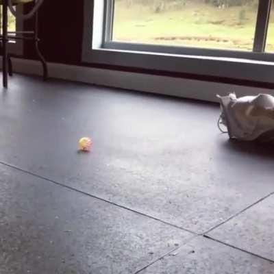 ? A rescued baby emu excitedly playing with a marble