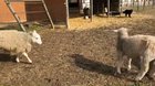 Dog keeps the peace at the farm