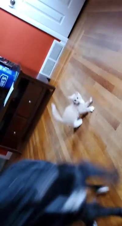 My Dog Taught the Kitten his "Buttwhips"