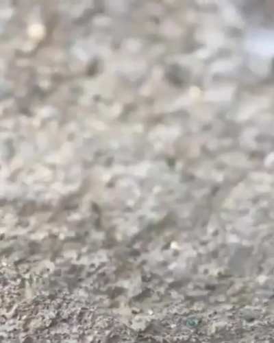 ? adaptive little critters inside the crack in the wall