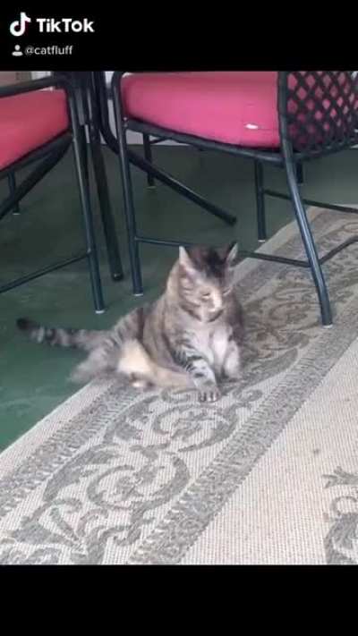 Cat Leg TikTok is real and it is spectacular
