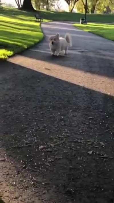 Look at this outrageously bouncy pup! ?