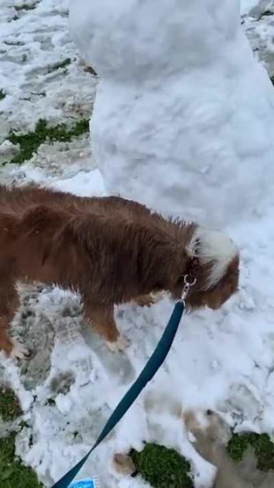 He stole the carrot ?❄️☃️