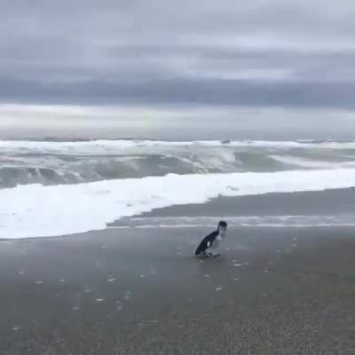 ? Little Penguin makes a difficult decision to embrace independence and adventures of the vast ocean..