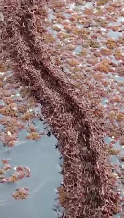 ?fire ants construct a bridge with their bodies to cross a large span of water