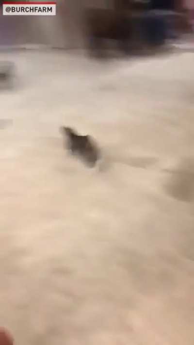 TINY. PONY. ZOOMIES!!