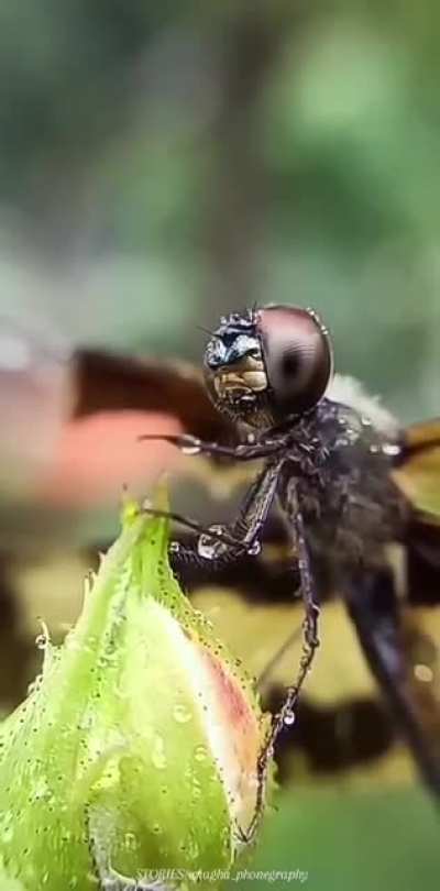 A dragonfly in the rain.