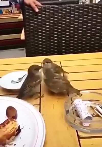 Sparrow taking their kids to cafe.