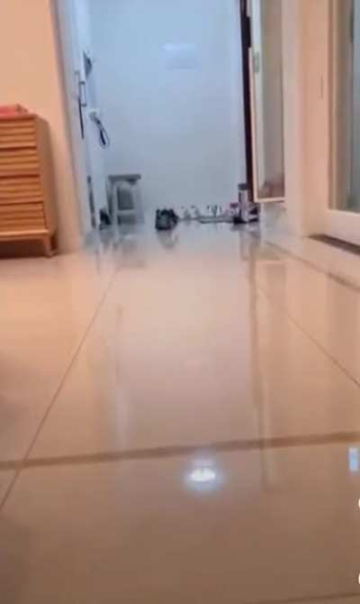 Cat boings after a ball