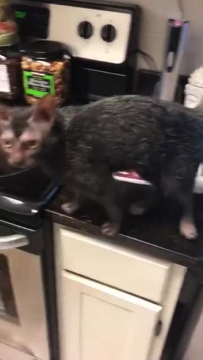 The Rare &amp; Unusual Werewolf Cat