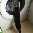 This is why Washing machines have windows