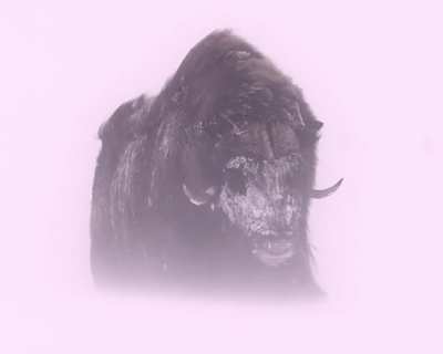 ?-40°Celsius/Fahrenheit is no challenge for the Musk Ox