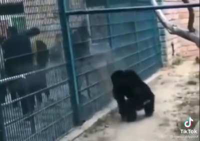 Just a regular day at the zoo …