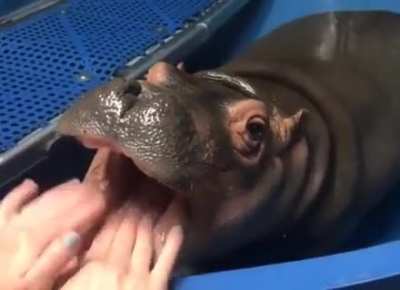 Fiona The Baby Hippo Enjoying Her Monthly Dental Checkup