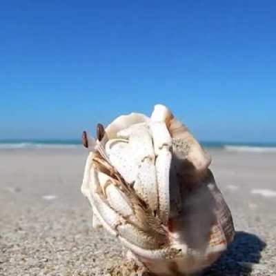 ? Playing ‘Hold the Door’ with a Hermit Crab ?