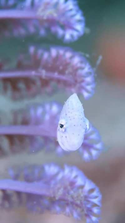?The blacksaddle filefish (Paraluteres prionurus)