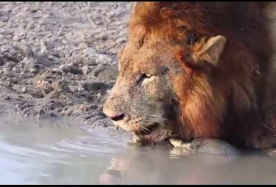 ?Turtle asserts his dominance against a lion at the watering hole