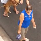 Angry dog