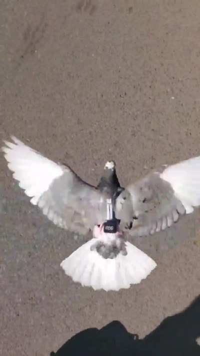 Some afternoon free flight. She prefers me on rollerblades so we can "fly" together