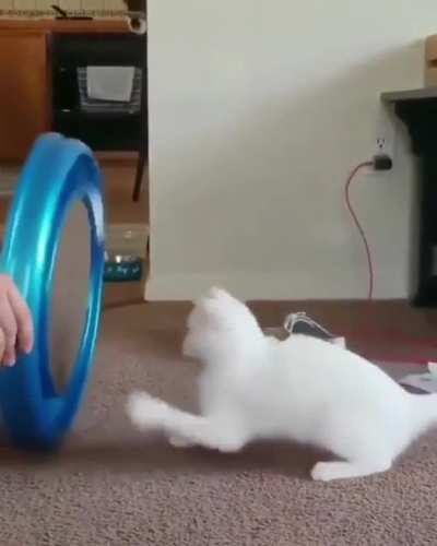 Dizzy cat!