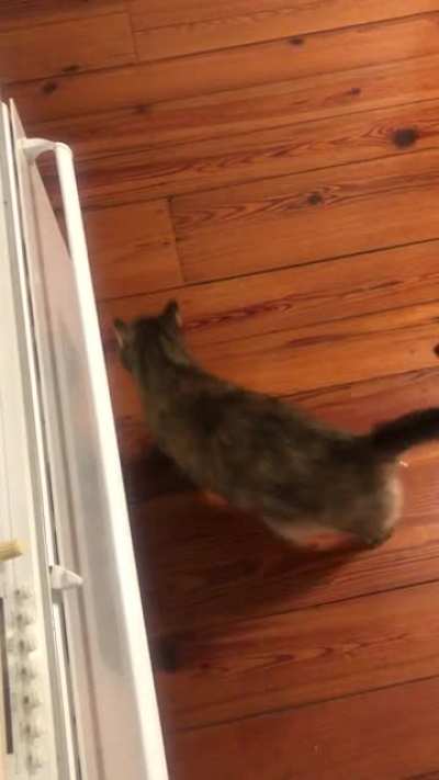 The ol’ Squeak n’ Spin (and a little Sit)