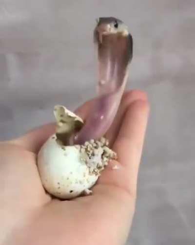 ? This newly-hatched baby King Cobra.