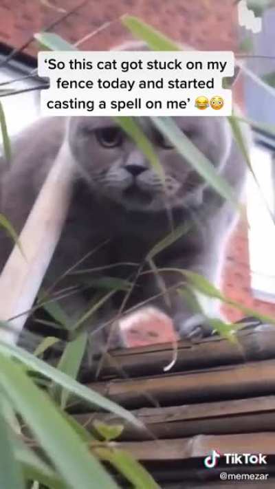 I love this cattttt ???