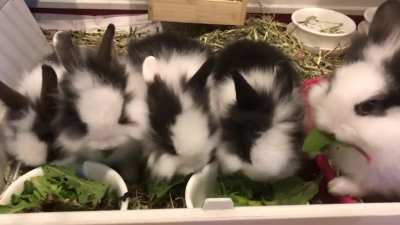So, my wife adopted a bunny. Turns out the bunny was pregnant...??????