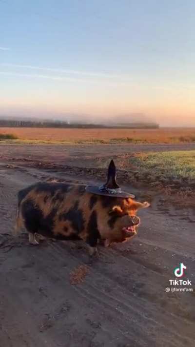 The great pigkin