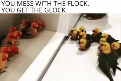Birb on Birb gang violence