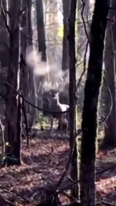 ? A buck puffing up