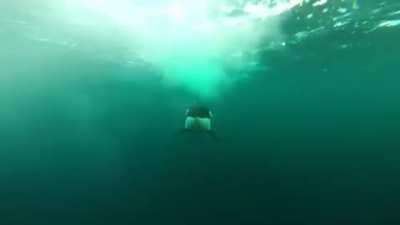 ? The terrifying speed at which this Orca catches up to a motor boat