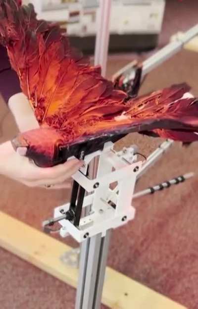 Researches in Mexico converting dead birds into Drones