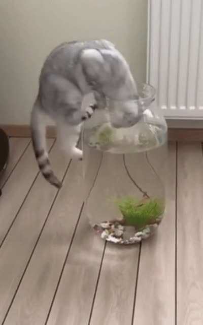 Mmm... fishies.