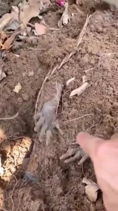 ? Armadillo playing dead in the garden