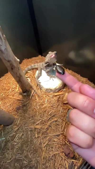 to feed without tongs