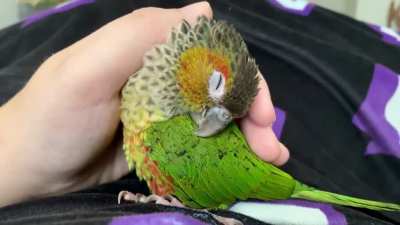 Quetzal the brave Black-Capped Conure, getting scritches ? | Her story in the comments