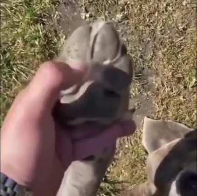 Hello, this is dog